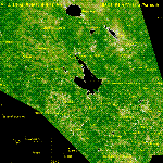Район Рыбинского водохранилища (вегетационный индекс).